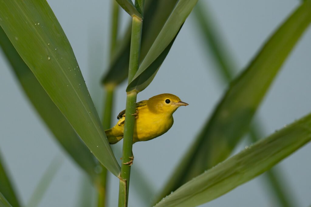 Yellow Warbler