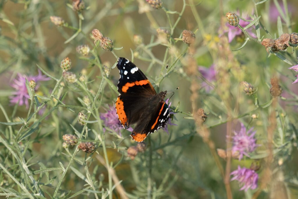 Red admiral butterfly