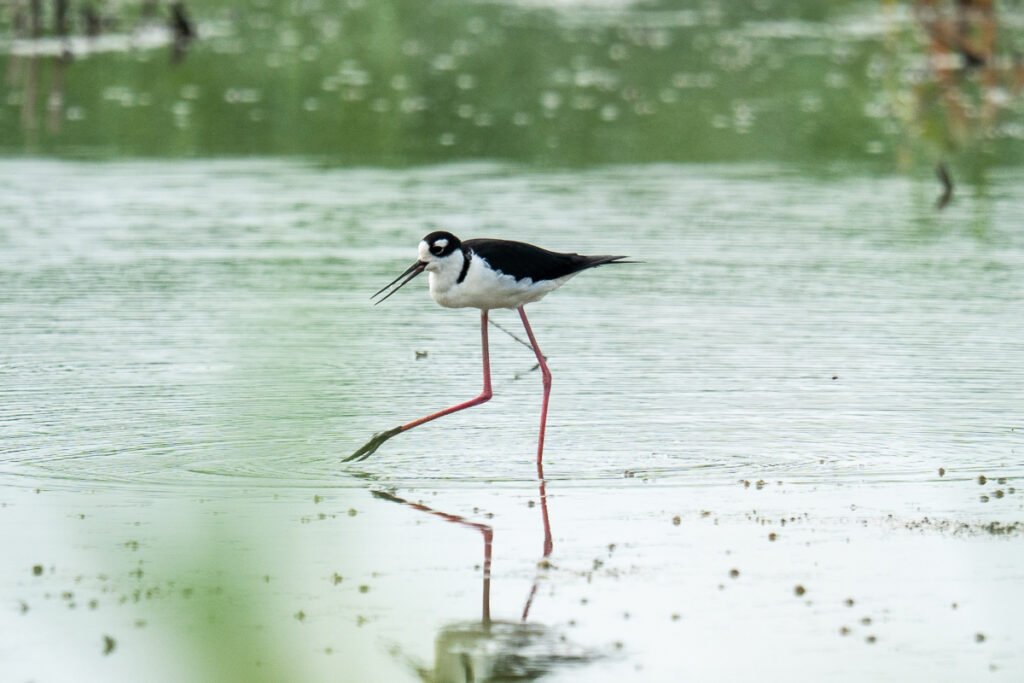 Black-necked stilt