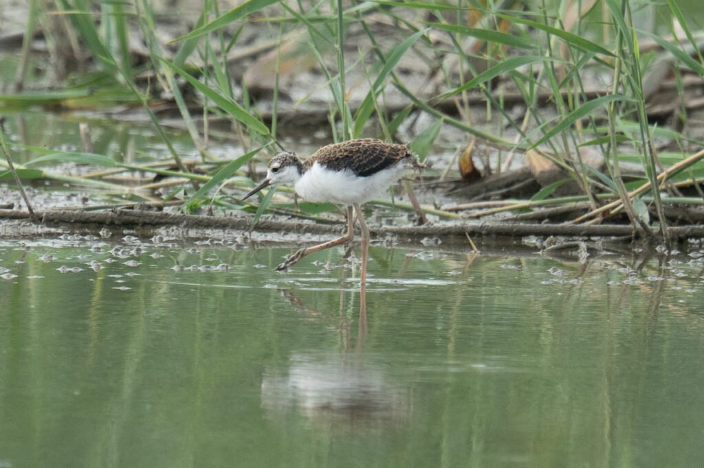 Juvenile black-necked stilt
