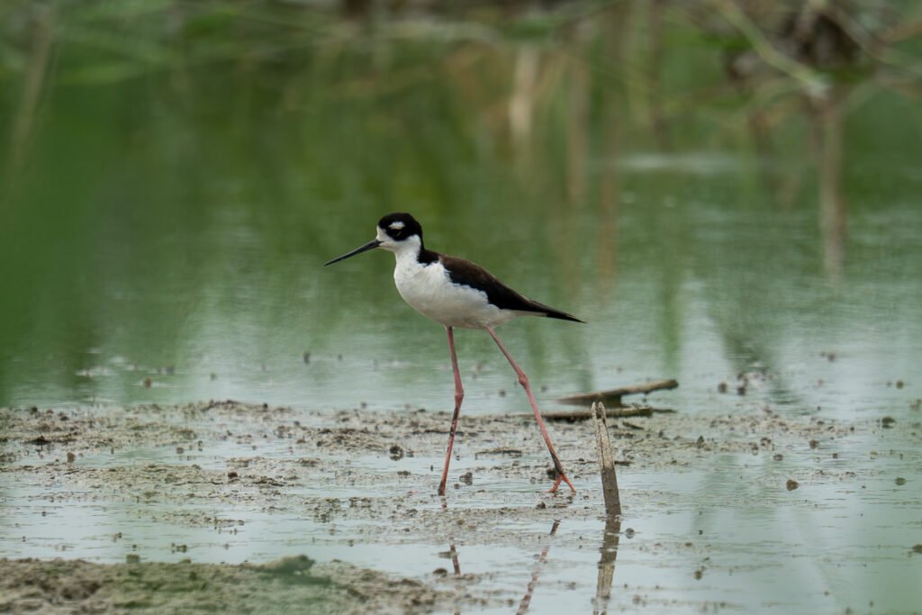 Adult black-necked stilt