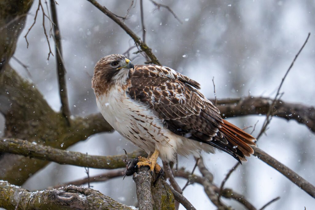 Red-tailed Hawk with its breakfast at Lake St. Clair Metropark in the winter.