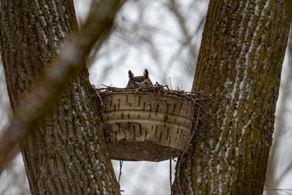 The Great Horned Owl in her Bucket at Lake St. Clair Metropark in Winter