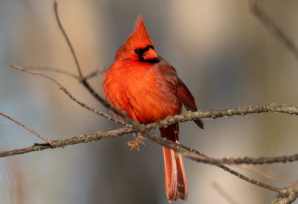 Northern Cardinal at Lake St. Clair Metropark in the Winter