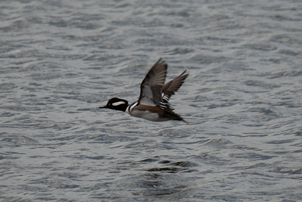 Hooded Merganser in flight