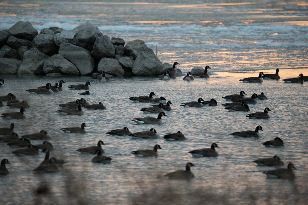Flock of Canada Geese on the frozen Detroit River at Belle Isle Park