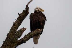Bald Eagle