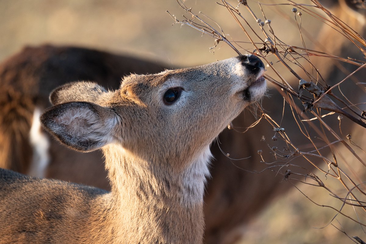 Lake St. Clair Metropark in the Winter: a quick guide for birders