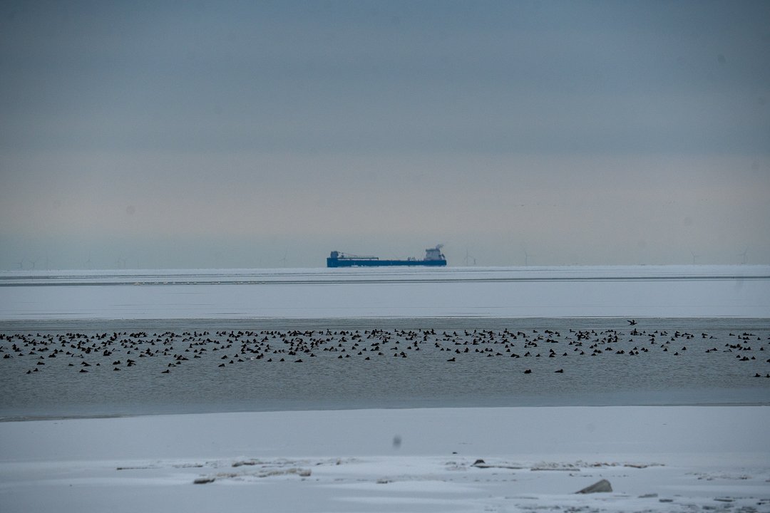 On the not-so-successful hunt for Snowy Owls in the cold of Southeast Michigan