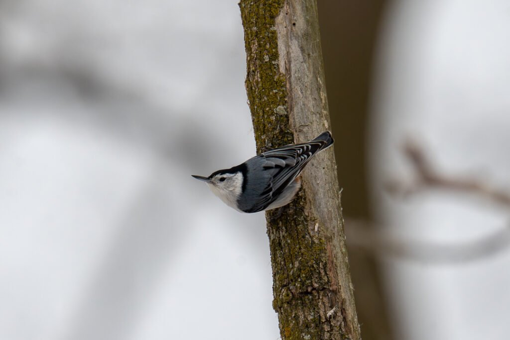 White-breasted Nuthatch