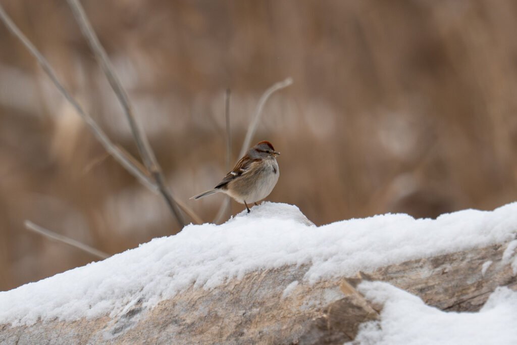 American Tree Sparrow