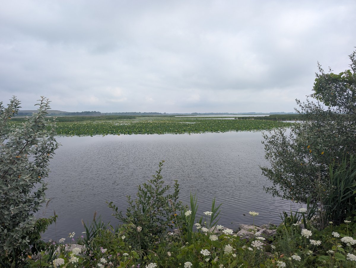 Summer Shorebirds: A Trip to Pointe Mouillee State Game Area
