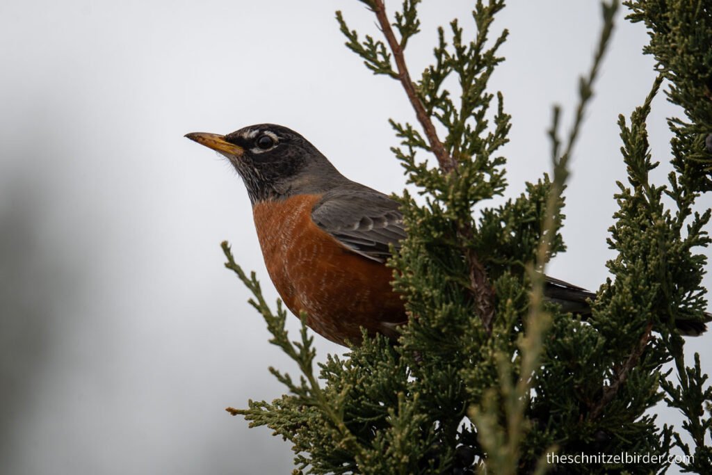 American Robin, Arboretum, Lexington KY
