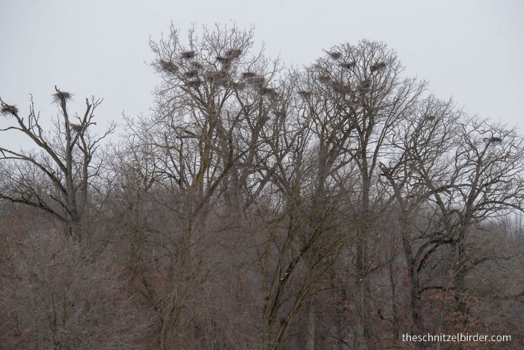 Heron Rookery waiting for first signs of Herons and spring