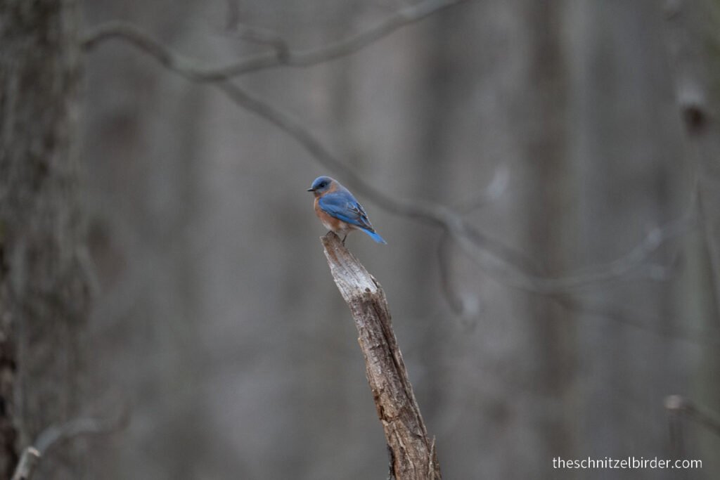 Eastern Bluebird at Kensingon Metropark in the Winter
