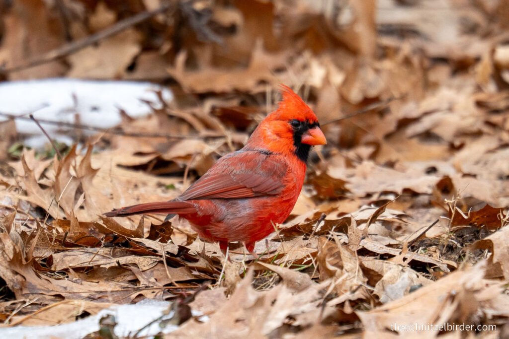 Northern Cardinal, Arboretum, Lexington, KY