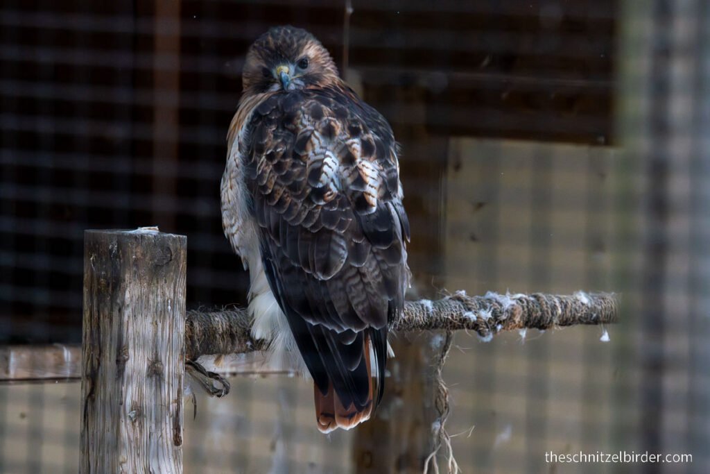 Ranger, the local Red-tailed Hawk at Kensingon Metropark in the Winter