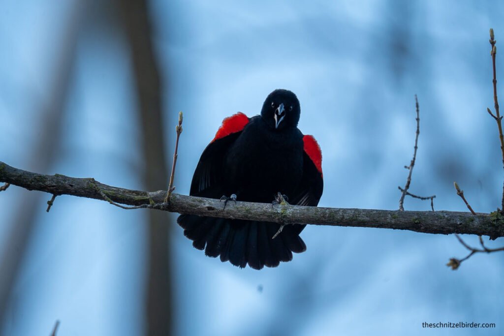 Red-winged Blackbird at LSC Metropark