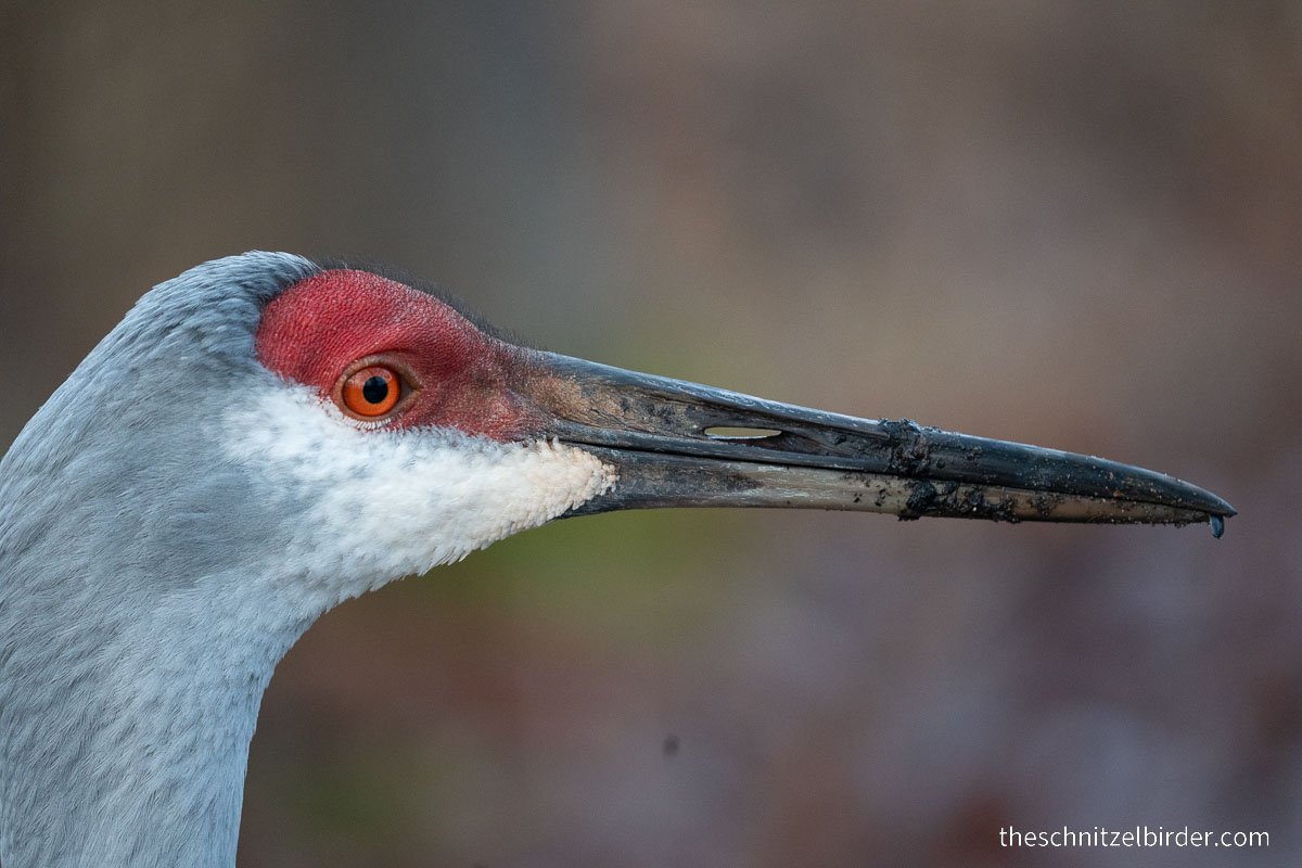 Kensington Metropark: A quick birders guide through the winter