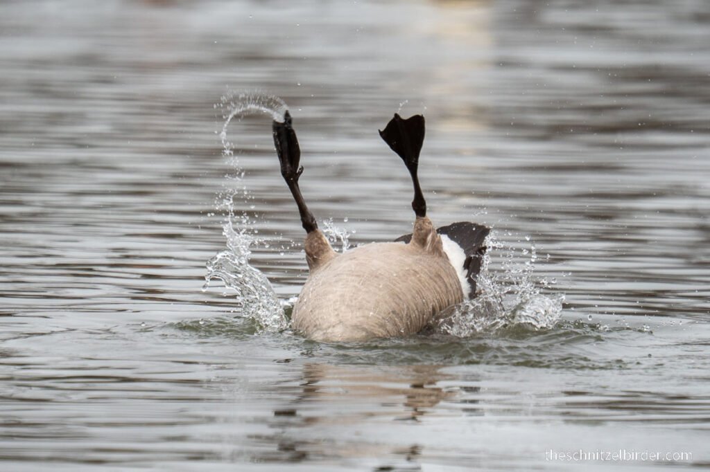 Silly Goose, Jacobson Park, Lexington, KY