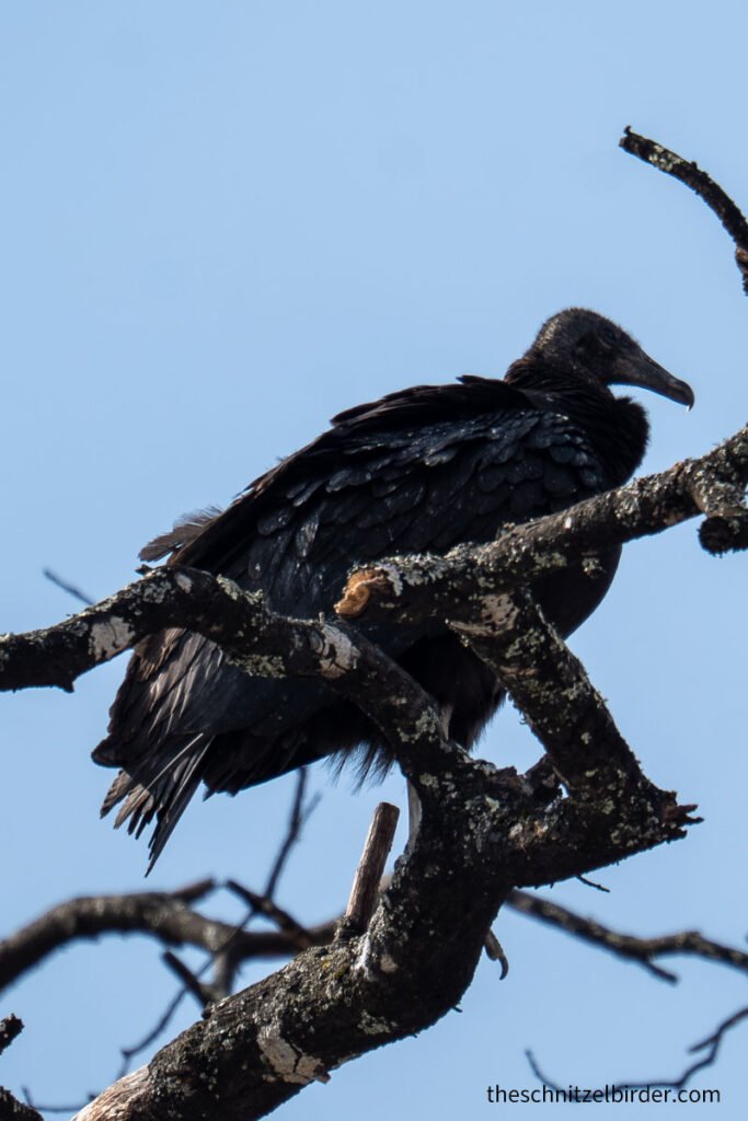Black Vulture at Castle and Key