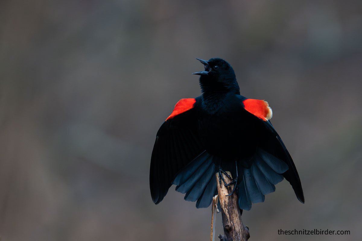 Red-winged Blackbird at Lake St Clair Metropark