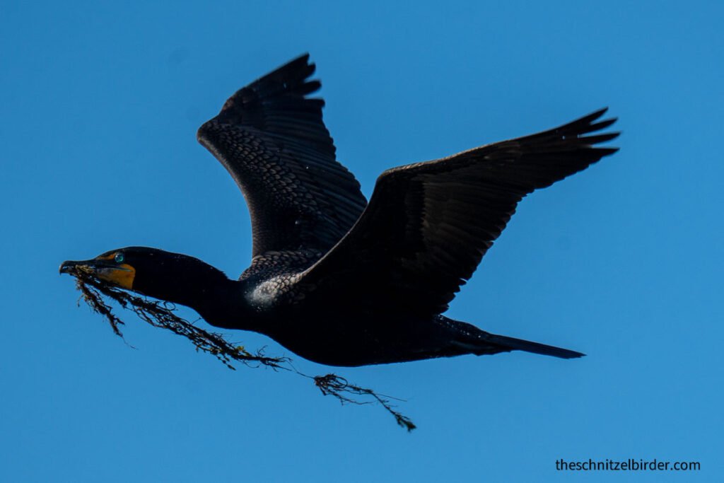 Cormorant transporting nesting material at Lake St Clair Metropark
