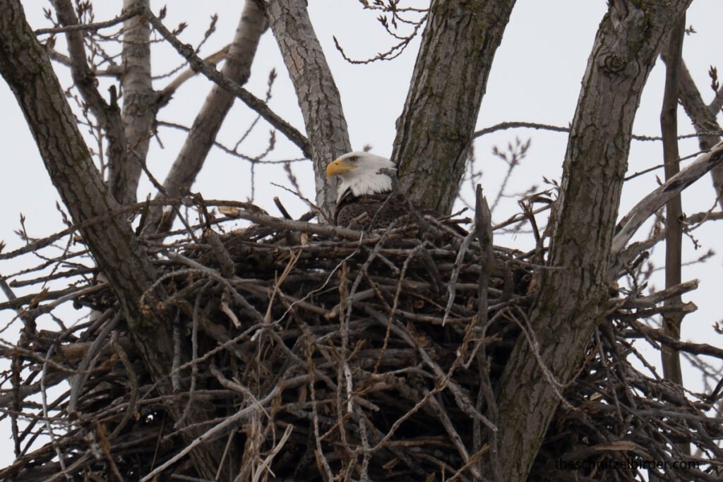 Eagle in its nest at Metrobeach