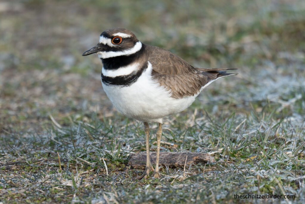Killdeer at Lake St Clair Metropark
