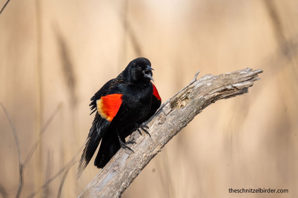 Red-winged Blackbird at Lake St Clair Metropark