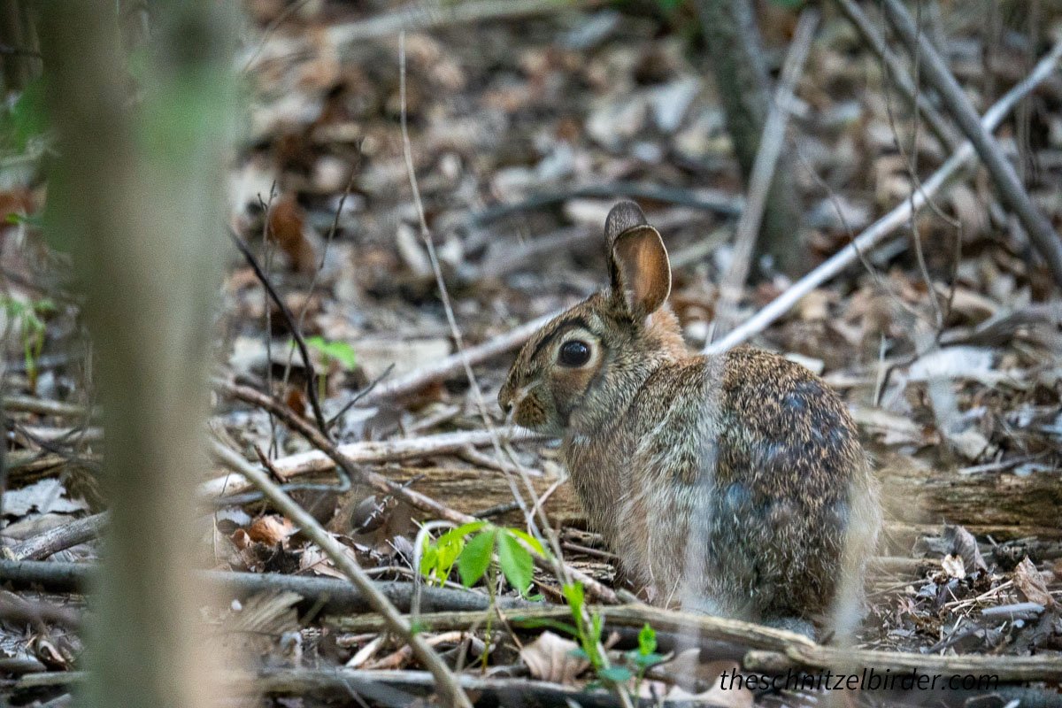 The real Easter Bunny!