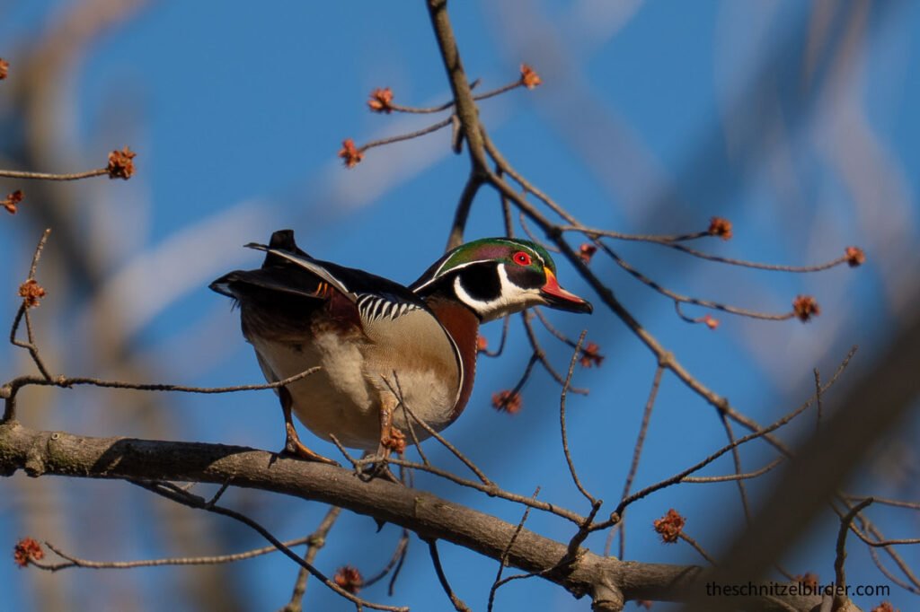 Wood Duck at Lake St Clair Metropark