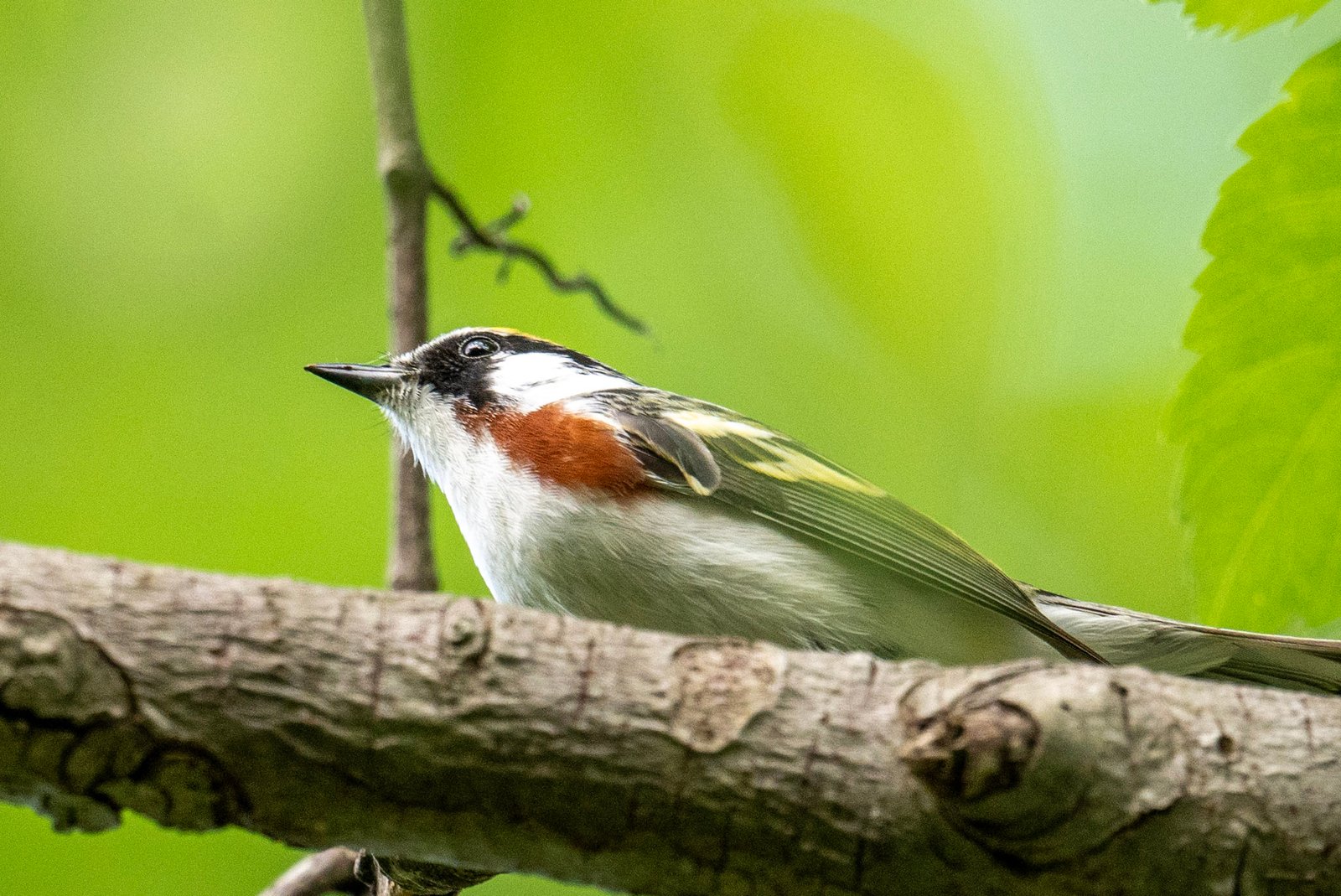 Birding Red Oaks Nature Center: A Metro Detroit Migration Gem