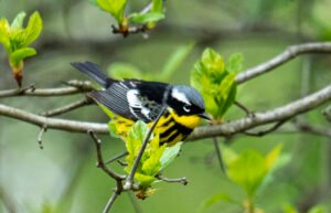 Spring migrator Magnolia Warbler at the Red Oaks Nature Center