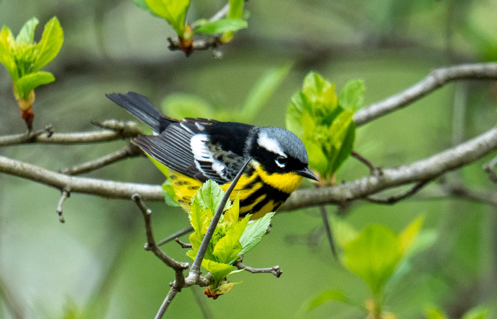 Spring migrator Magnolia Warbler at the Red Oaks Nature Center