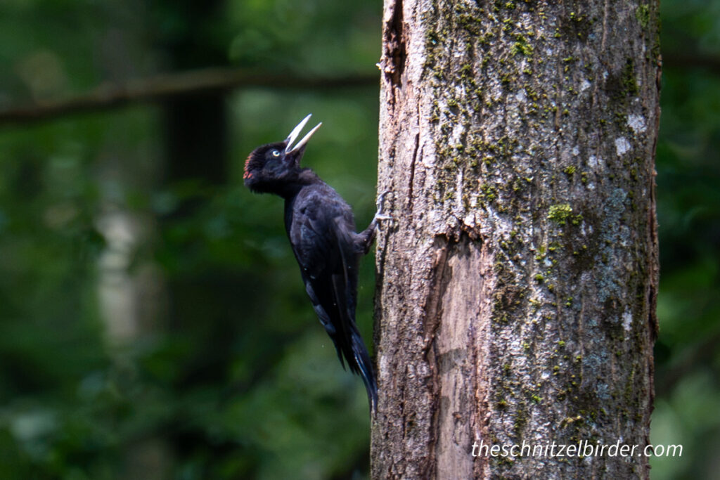Black-headed Woodpecker in the Reuschwald