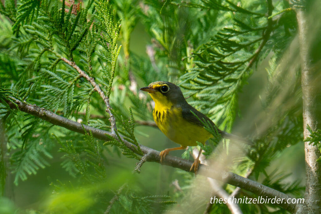 Canada Warbler in Summer Plumage at Wilderness State Park
